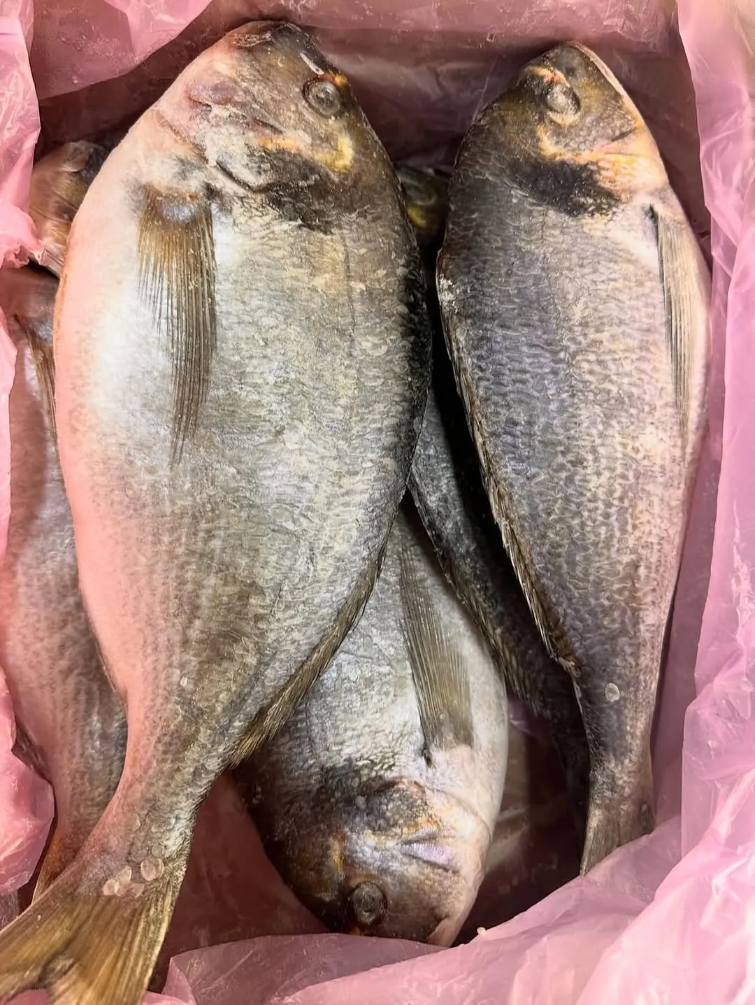 Дорадо (свежемороженная) крупная